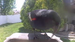 red-winged blackbird