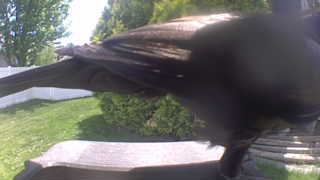 common grackle
