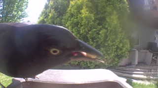 common grackle