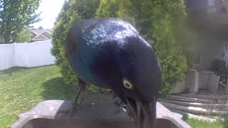 common grackle