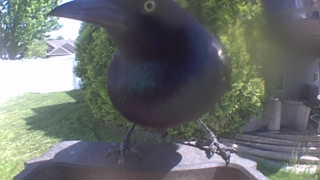 common grackle
