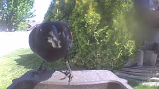 american robin