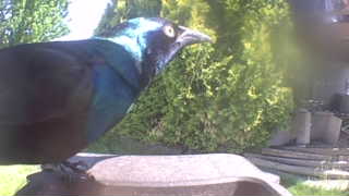 common grackle