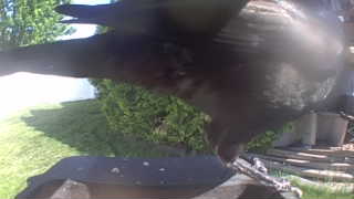 american crow
