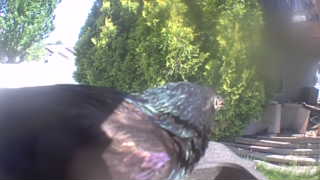 rock pigeon