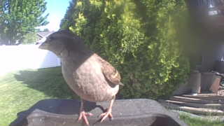 house sparrow