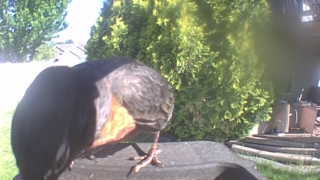 american robin
