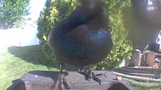 common grackle