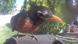 american robin