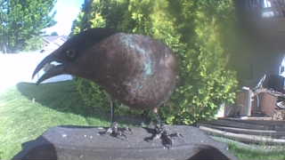 common grackle