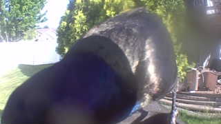 american black duck