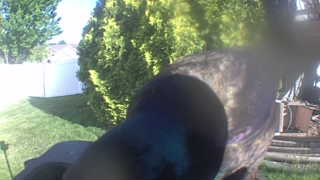 mallard