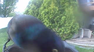 common grackle