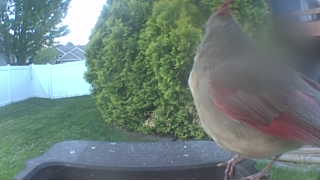 northern cardinal