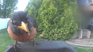 american robin