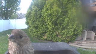 house finch