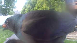 common grackle