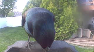 common grackle