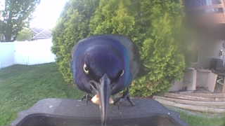 common grackle