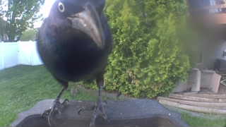 common grackle