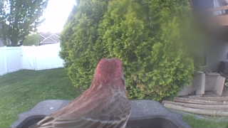 house finch