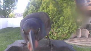 common grackle