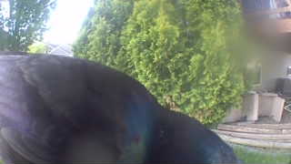 american crow