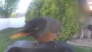 american robin