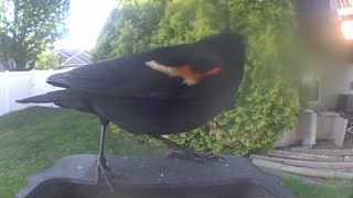 red-winged blackbird