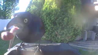 common grackle