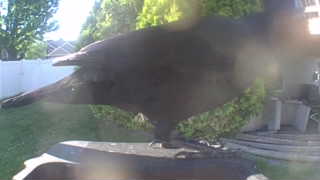common raven