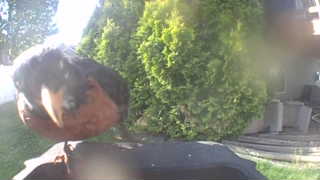 american robin