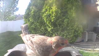 house finch