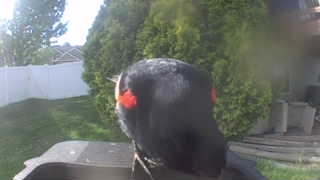 red-winged blackbird