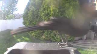 common grackle