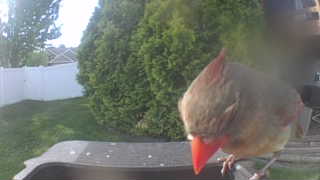 northern cardinal