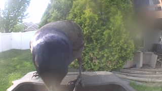 common grackle