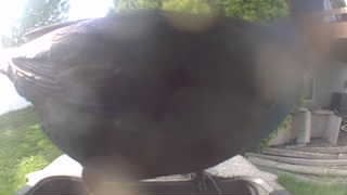american crow