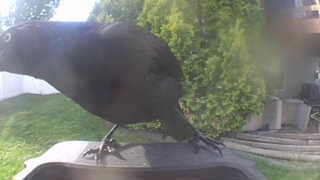 western jackdaw