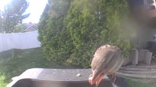 american robin