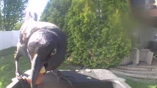 american crow