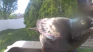 common grackle
