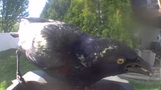 common grackle