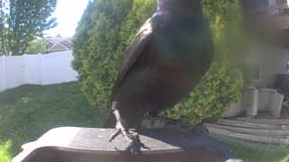 european starling