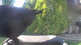 american crow