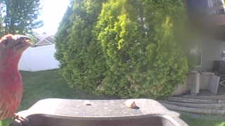 purple finch