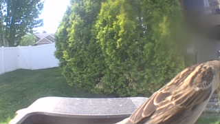 house sparrow