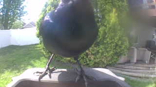 common grackle