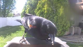 red-winged blackbird