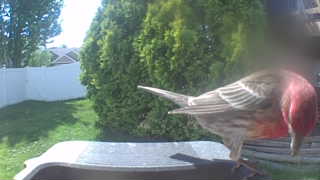 house finch